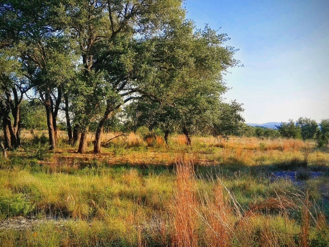 Golden hour light across the meadow and oaks on Lot 73