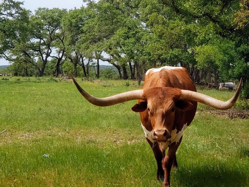 A longhorn in spring grass beneath oaks elsewhere in Old 32 Ranch