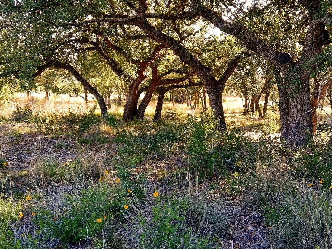 Live oaks above native grasses and yellow wildflowers